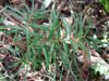 spinulosus4.jpg