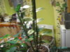 PICT3182.JPG