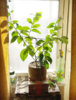 lemon-tree-1.jpg