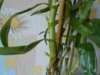 DSCN2519.JPG