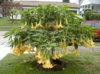 brugmansia.jpg