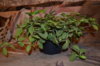 DSC_2113.JPG