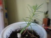 DSC05166.JPG