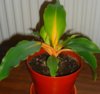 DSC03901.JPG