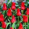 tulip-red-riding-hood-bulbs-442-p.jpg