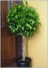ficus_benjamin.jpg