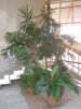 DSC01987.JPG