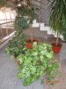 DSC01993.JPG