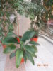 DSC01999.JPG