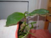 DSCN3940.JPG
