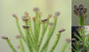 201109181459h5567_Kalanchoe_delagoensis.jpg