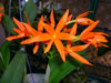 Орхидея%20Cattleya%20aurantiaca.JPG