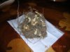 DSCN0936.JPG