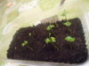 DSC04210.JPG
