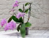 Phalaenopsis equestris_c.jpg