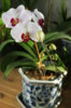 phal_white.jpg