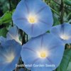 morning_glory_heavenly_blue_pop-up.jpg