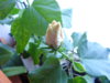 DSC03690.JPG