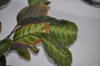 Calathea 'Misto'.JPG