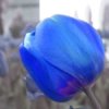 bluetulip.jpg