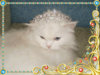 saved-image-EAA8387971BBF364999BC4CC3565DB76.jpg