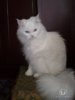 saved-image-EF47CDF770E6286F3ECADD1E6D4600A6.jpg