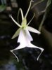 Dendrophylax lindenii..jpg