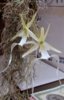 Polyrrhiza lindenii.jpg