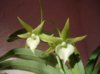 angraecum sesquipedale.jpg