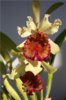 Cattleya dowiana var. aurea.jpg