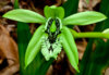 Coelogyne pandurata40-50.jpg