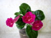 Fuchsia Treasure (2).JPG