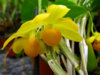 Dendrobium_chrysocrepis_popup.jpg