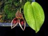 Bulbophyllum reticulatum .jpg