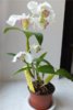 Dendrobium Nora Tokunaga.jpg