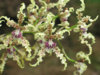 Odontoglossum ramosissimum.jpg