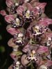 Cymbidium Vogel`s Magic.jpg