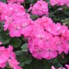 geranium-Nano-pink.-6f3bca26f8.jpeg