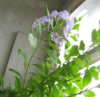 duranta-foto-12.jpg