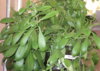 Synadenium_grantii-2.jpg