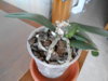 DSCN1510.JPG