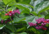 Clerodendron-speciosum.jpg