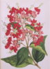 Clerodendrum_x_speciosum.jpg