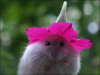 hamster-flowers-13.jpg