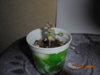 DSC00520.JPG