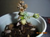 DSC00525.JPG