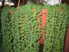 Senecio_rowleyanus.jpg