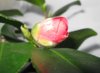 camellia1.jpg