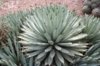 Black-Spined-Agave.jpg