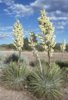 Yucca_elata_subsp._utahensis_fh_1178.4_NV_B.jpg